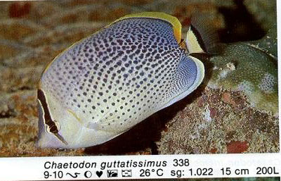 Chaetodon guttatissimus